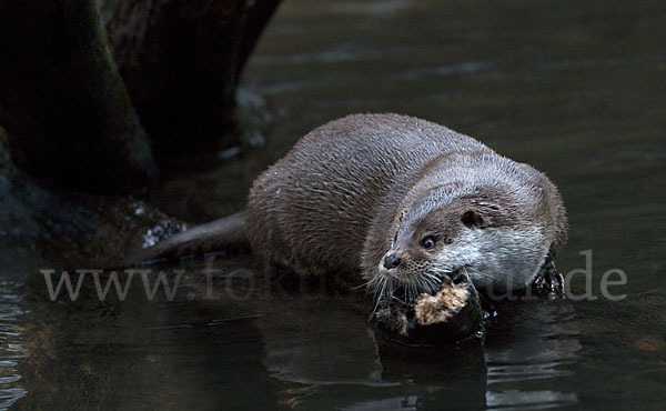 Fischotter (Lutra lutra)