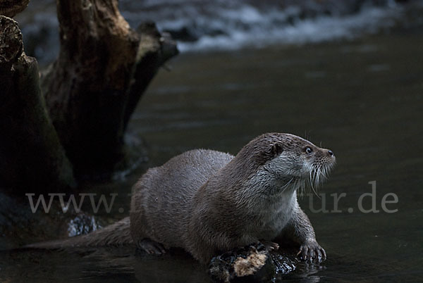 Fischotter (Lutra lutra)