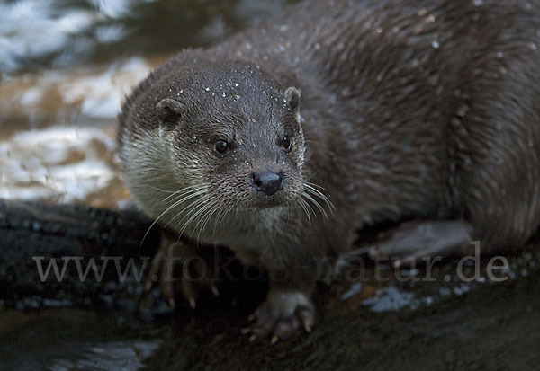 Fischotter (Lutra lutra)