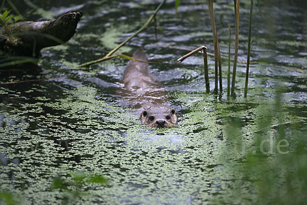 Fischotter (Lutra lutra)