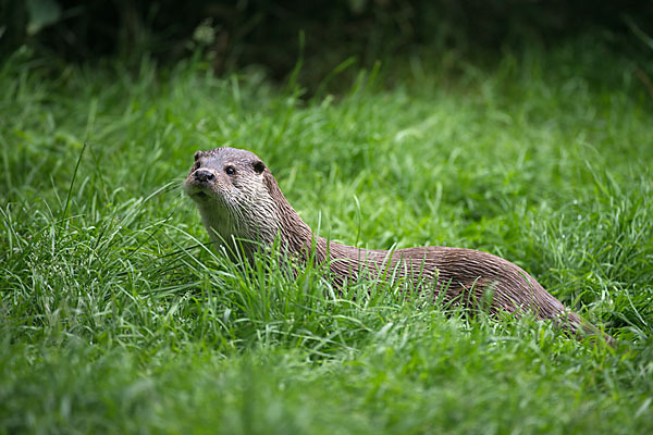 Fischotter (Lutra lutra)