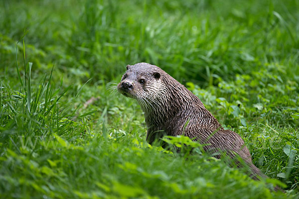 Fischotter (Lutra lutra)