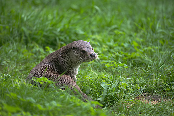 Fischotter (Lutra lutra)