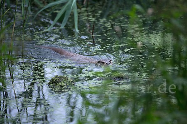 Fischotter (Lutra lutra)