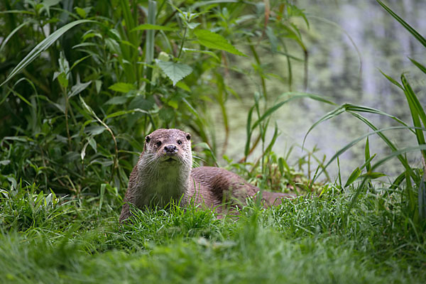 Fischotter (Lutra lutra)