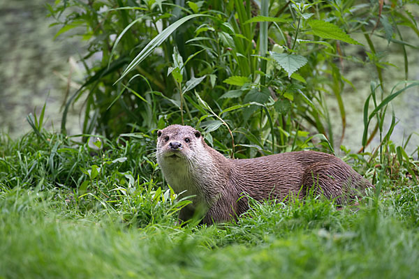 Fischotter (Lutra lutra)