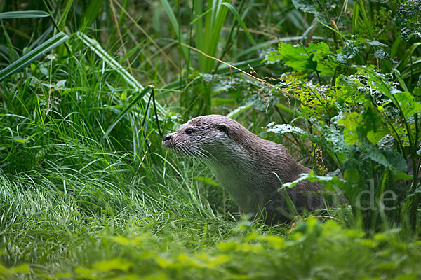 Fischotter (Lutra lutra)