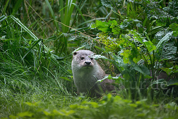 Fischotter (Lutra lutra)