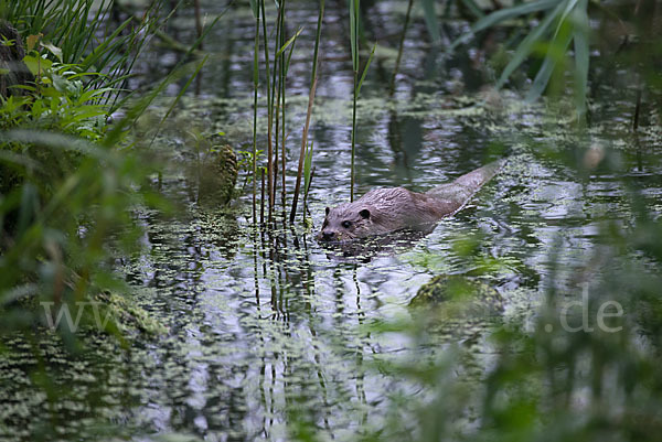 Fischotter (Lutra lutra)