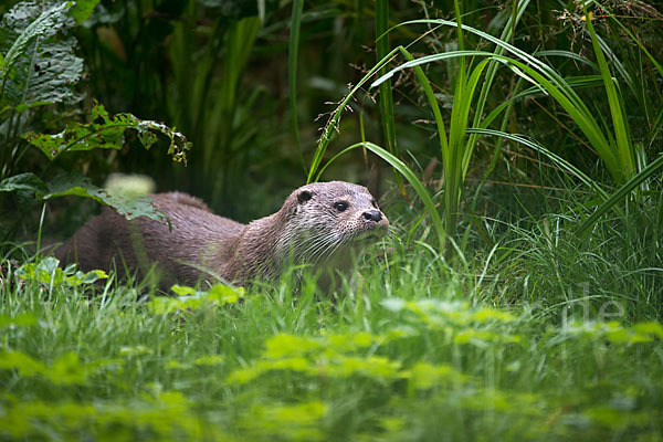 Fischotter (Lutra lutra)