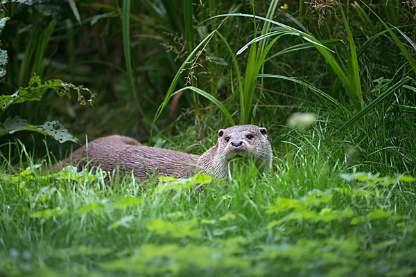 Fischotter (Lutra lutra)