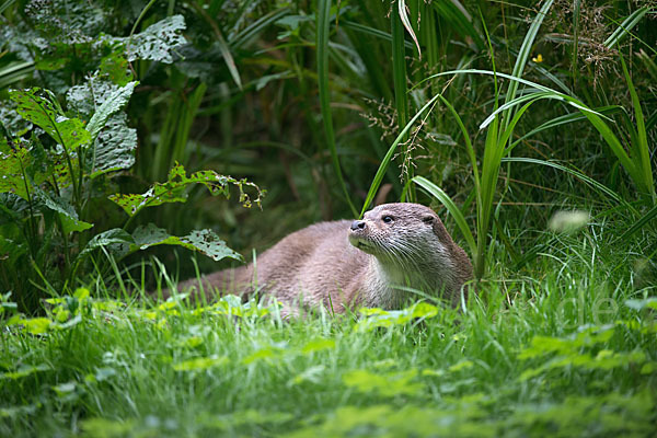 Fischotter (Lutra lutra)