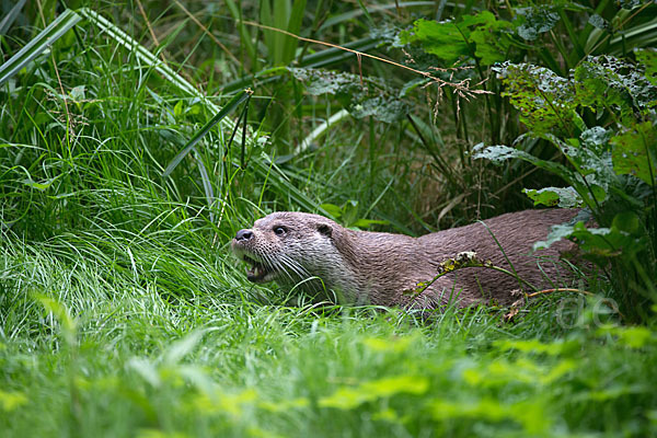 Fischotter (Lutra lutra)