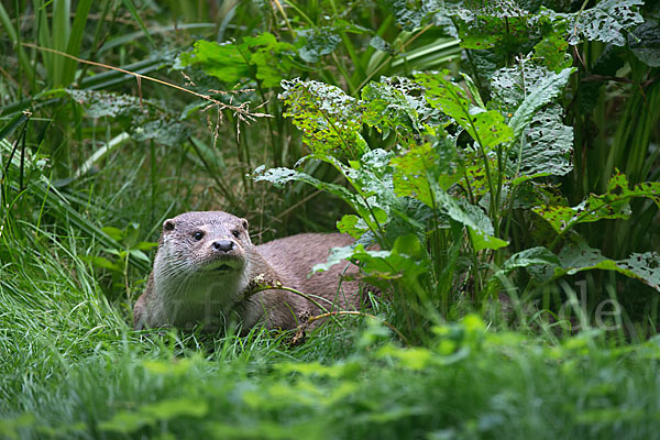 Fischotter (Lutra lutra)