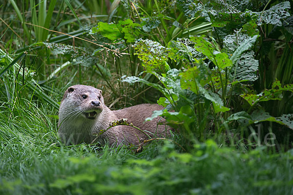 Fischotter (Lutra lutra)