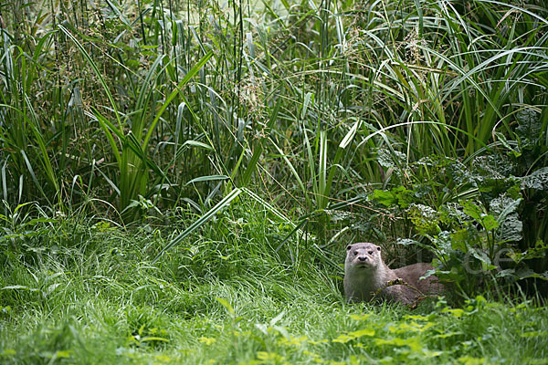 Fischotter (Lutra lutra)