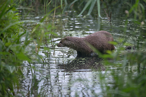 Fischotter (Lutra lutra)