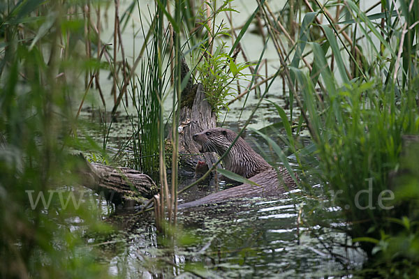 Fischotter (Lutra lutra)