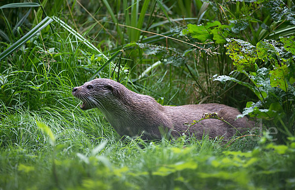 Fischotter (Lutra lutra)