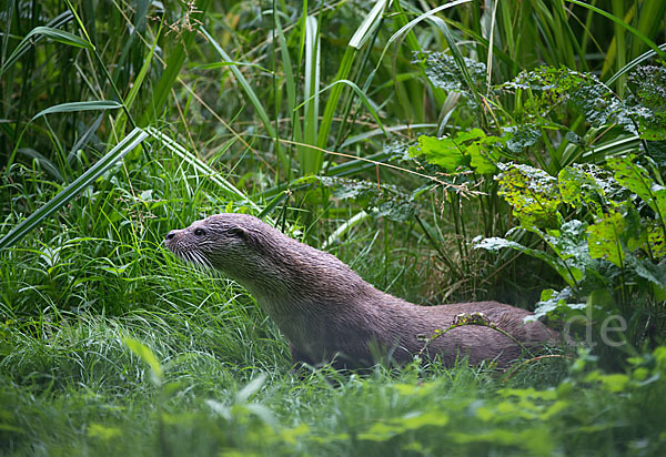 Fischotter (Lutra lutra)