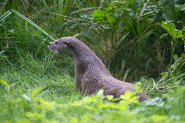 Fischotter (Lutra lutra)