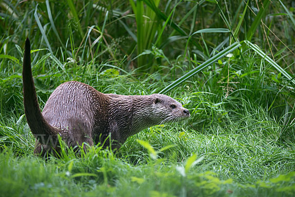 Fischotter (Lutra lutra)