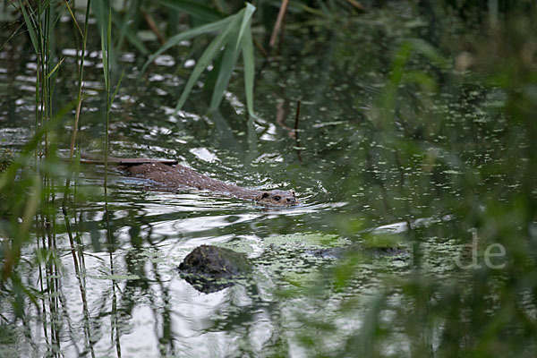 Fischotter (Lutra lutra)