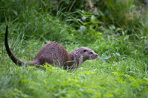 Fischotter (Lutra lutra)