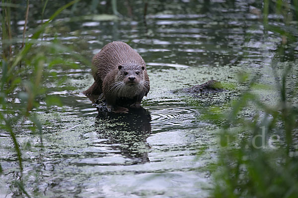 Fischotter (Lutra lutra)