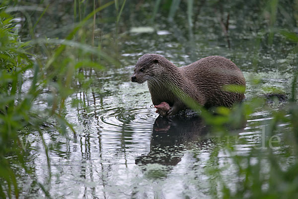 Fischotter (Lutra lutra)