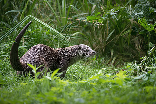 Fischotter (Lutra lutra)