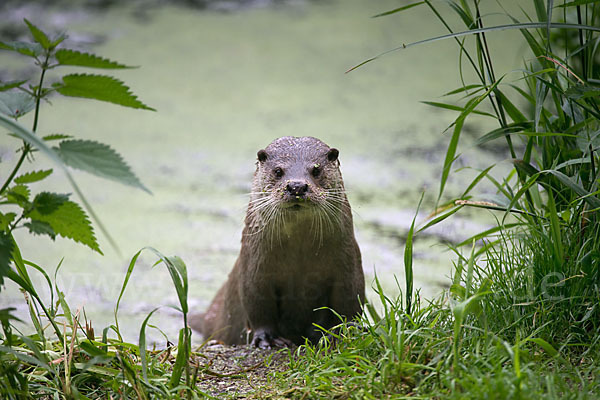 Fischotter (Lutra lutra)