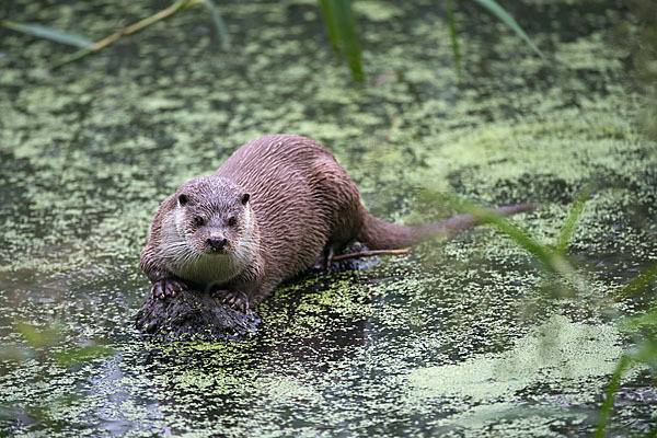 Fischotter (Lutra lutra)