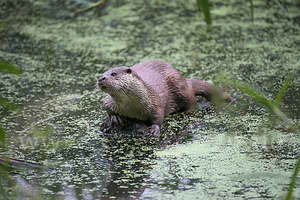 Fischotter (Lutra lutra)