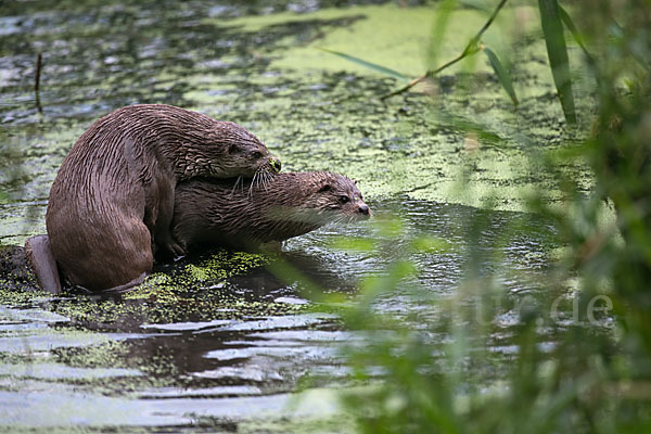 Fischotter (Lutra lutra)