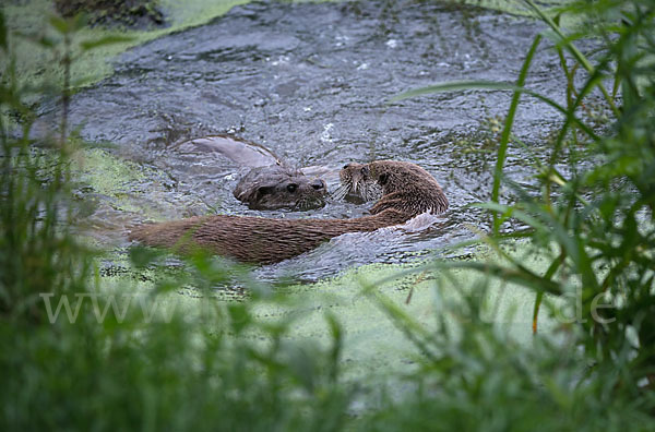 Fischotter (Lutra lutra)