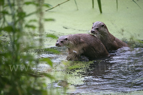 Fischotter (Lutra lutra)