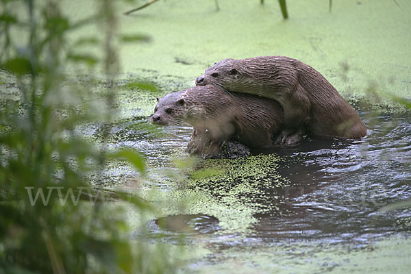 Fischotter (Lutra lutra)