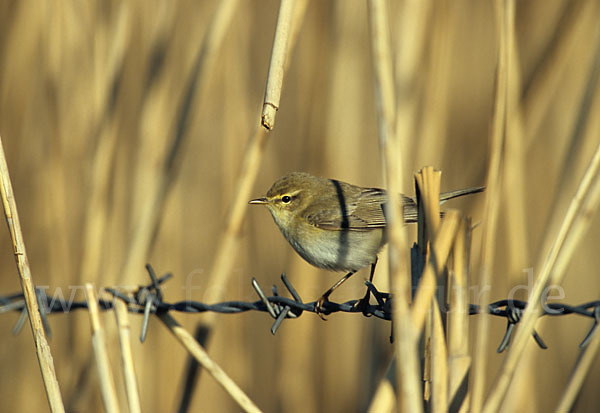 Fitislaubsänger (Phylloscopus trochilus)