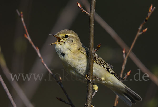 Fitislaubsänger (Phylloscopus trochilus)