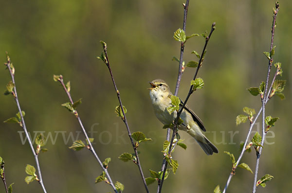 Fitislaubsänger (Phylloscopus trochilus)