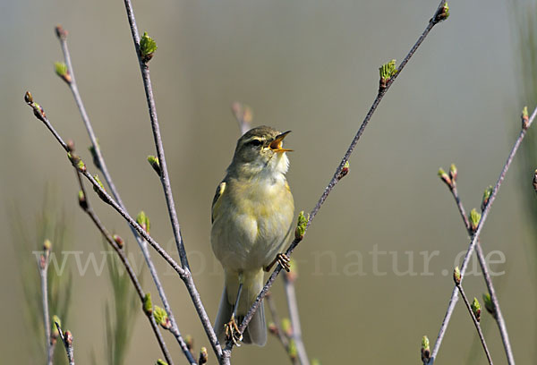 Fitislaubsänger (Phylloscopus trochilus)