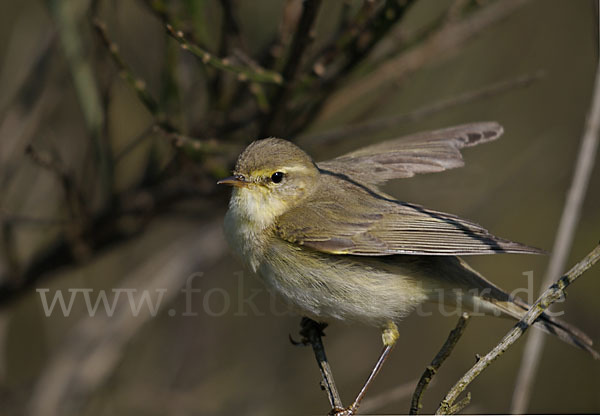 Fitislaubsänger (Phylloscopus trochilus)