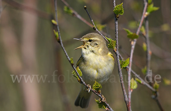 Fitislaubsänger (Phylloscopus trochilus)