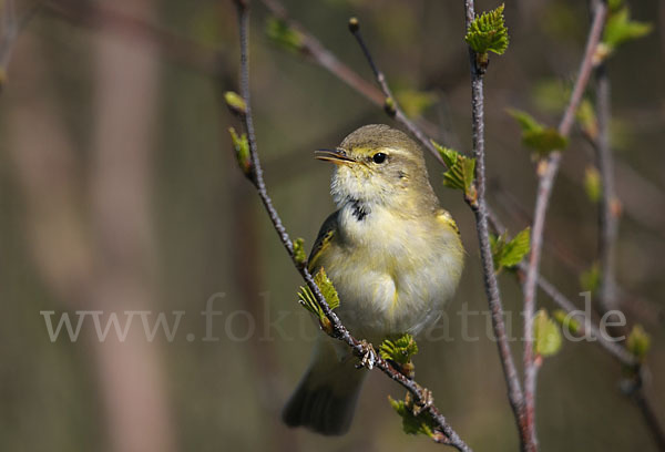 Fitislaubsänger (Phylloscopus trochilus)