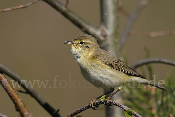 Fitislaubsänger (Phylloscopus trochilus)