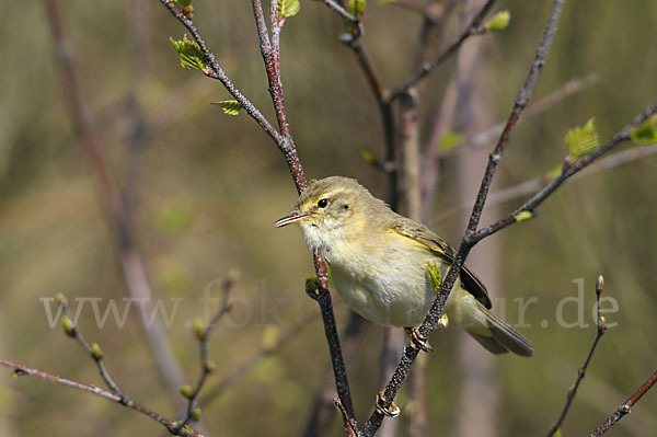 Fitislaubsänger (Phylloscopus trochilus)