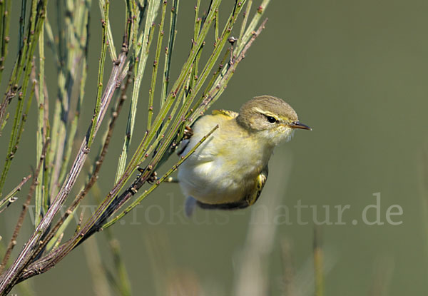 Fitislaubsänger (Phylloscopus trochilus)