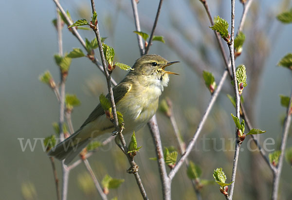 Fitislaubsänger (Phylloscopus trochilus)