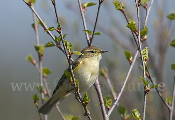 Fitislaubsänger (Phylloscopus trochilus)